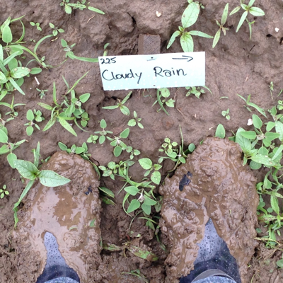 cloudyrain@social.cologne