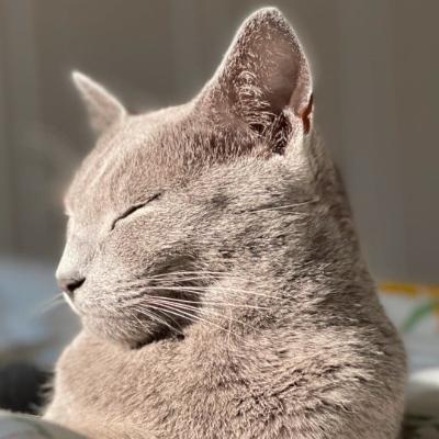 Felis