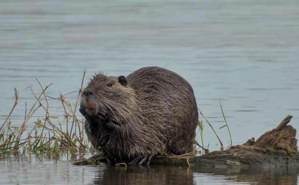 Un ragondin (gros rongeur avec un pelage marron, une tête un peu allongée) posé sur un tronc mort dans un étang. Il a des mains près de sa bouche dans une pose qui paraît mignonne.