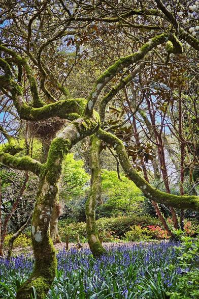 A vibrant photograph taken at ground level in a woodland setting. The foreground is filled with a dense carpet of blooming bluebells with their characteristic drooping flower heads. Several trees with twisting, moss-covered trunks and branches dominate the scene. The leaves on the trees vary in color from fresh green to reddish-brown. Patches of sunlight filter through the canopy, illuminating sections of the bluebells and the forest floor. In the mid-ground, hints of pink and white flowers add further color to the scene. The background shows more trees and glimpses of a bright blue sky.