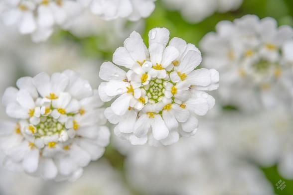 Iberis sempervirens. In the foreground, an inflorescence, a corymb of white flowers each with two large and two small petals and a dot of yellow stamens. The rest of the image is mostly more of them, and a bit of leafy green. Raindrops.