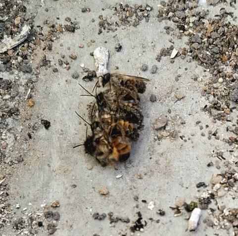 Viele zusammengeknotete Wildbienen auf Beton, daneben Dreck.
