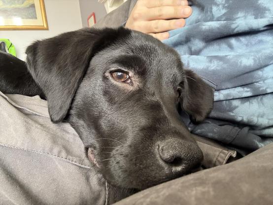 A sleepy black Labrador puppy has crawled onto my lap - this is a closeup of her face with eyes open