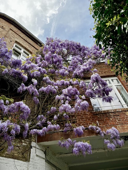 Wisteria, a purple flowering winding tree growing on a brick wall in Aachen. It’s in full bloom. 