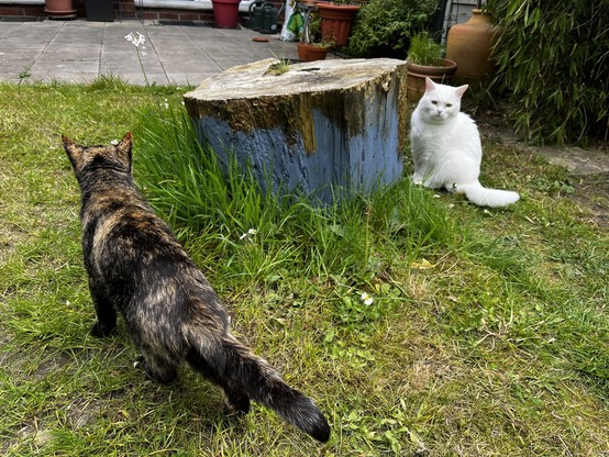 Two cats playing hide and seek around a tree stump in the garden. 