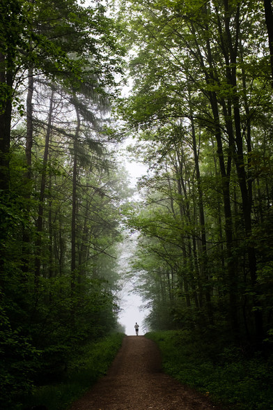 Unten mittig im Bild, sieht man einen Läufer der einen Waldweg entlang läuft. Rechts und ragen riesige Bäume nach oben, der Mann wirkt dadurch sehr winzig gegenüber dem Wald. 