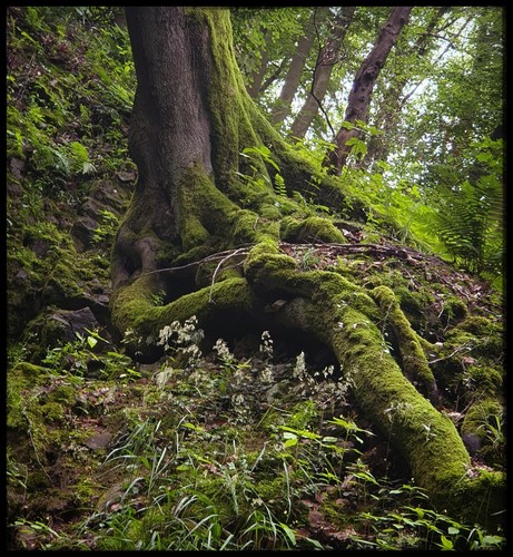 Very mossy tree roots extending towards the viewer in a lush green forest