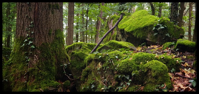 a thick tree and some very mossy rocks in the forest around Königswinter