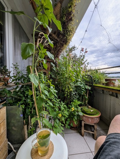 Balkonbild Weitwinkel. Wie immer grünes Gestrüpp mit vereinzelten Blüten, ein zur Hälfte erneuertes Katzenschutznetz, mittelgrauer Himmel, ein Glas Grüntee mit Minzblättern und meine Knie.