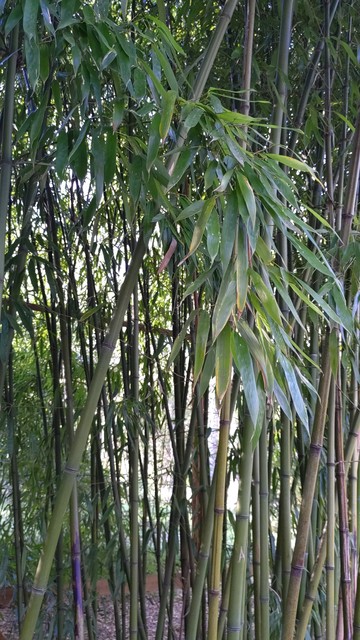 Eng stehende Bambus-Stauden