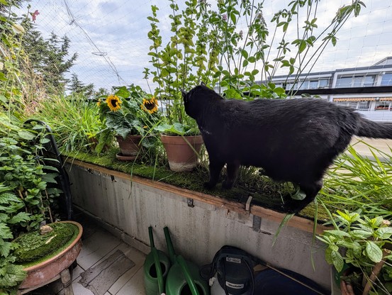 Die schwarze Katze Neera steht auf dem Catwalk vor den Balkonkästen und beschwert sich, weil der Platz vor den Blumenpötten in den Balkonkästen zu wenig Platz für ne dicke Wohnungskatze lassen.
Sorry Neera.