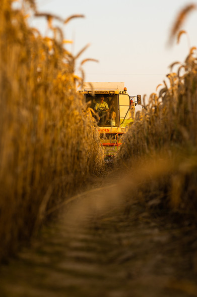 Ein Mähdrescher fährt durch ein Weizenfeld, man sieht 2 Personen in dem Drescher sitzen. Das Foto ist aus einem tiefen Standpunkt durch einer Traktorspur aufgenommen. Man sieht das Korn rechts und links sehr hochstehen und den Mäher am Ende der Spur. 