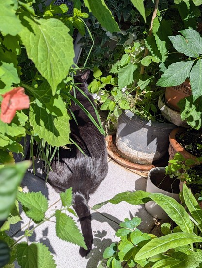 Die schwarze Katze Neera mit dem glänzenden Fell sitzt zwischen Blumentöpfen auf dem Balkon in der Sonne, wendet der BetrachterIn den Rücken zu und meditiert vor sich hin.