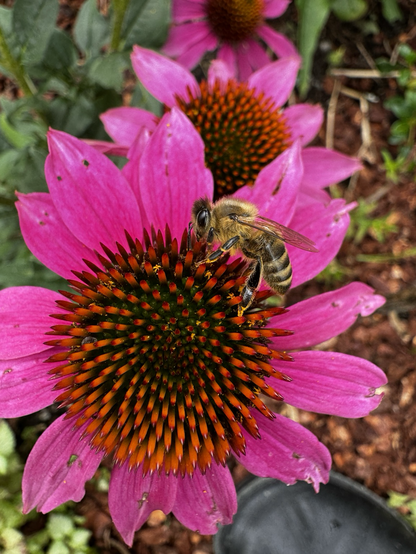 Echinacea Blüte mit Biene