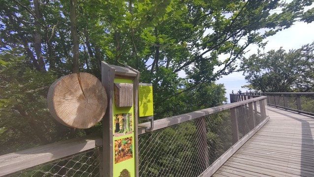 Ein aus Holz gezimmerter Weg in der Höhe der Baumwipfel eines Waldes. Links eine Erklärtafel zur Rotbuche.
