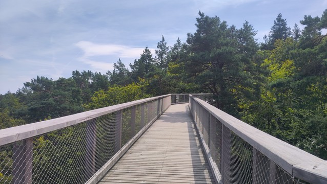 Ein aus Holz gezimmerter Weg in der Höhe der Baumwipfel eines Waldes.