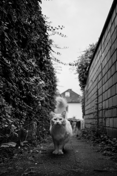 Eine Katze mit viel Fell steht in einer engen Gasse und schaut direkt in die Kamera, sie hat den buschigen Schwanz steil nach oben gereckt.
Rechts und links sind Mauern zu sehen, wobei die linke komplett zugewachsen ist. 
Das Foto ist in schwarzweiss. 