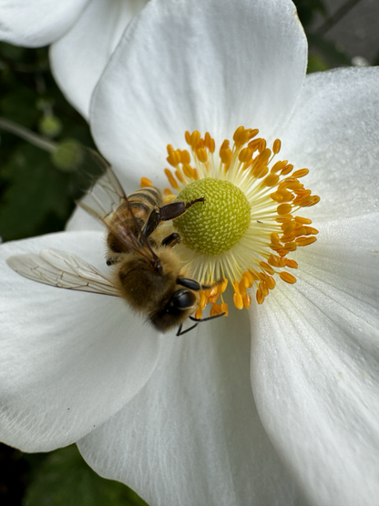 Blüte mit Biene.