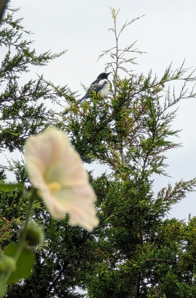 Eine Elster sitzt ziemlich ausgeplustert in der Thujaspitze vor hellgrauem Himmel. Im Vordergrund unscharf eine blasse Stockrosenblüte.