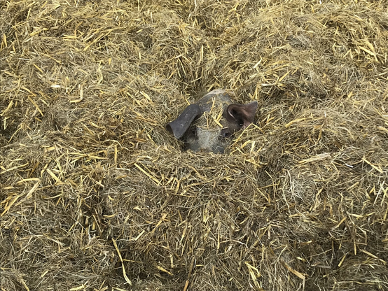 Ein Schwarz-weiß-braunes Schwein liegt so im Stroh, dass man nur so eben den Kopf sieht 