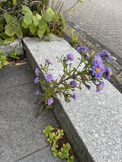 Eine Herbst, Esther, die wunderschön blüht, aber aus einer Fuge zwischen Steinen heraus wächst.