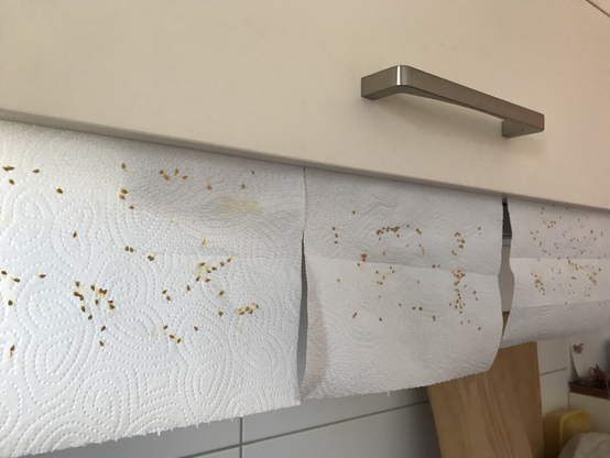 drei Papiertücher mit Tomatensamen hängen zum Trocknen am Küchenschrank 