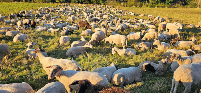 Eine Gruppe frisch geschorener Schafe im Sonnenlicht in einer Elektrozauneinfriedung auf einer Wiese, die sich nach links abgegrast und nach rechts nicht abgegrast weiter erstreckt. Im Hintergrund sind Büsche zu sehen, welche die Wiese zum Horizont hin beschränken. Die Schafe liegen zum größten Teil friedlich auf der Wiese und der Rest steht und weidet zwischen den Liegenden. Die meisten der liegenden Schafe schauen ins schwache Licht der niedrig stehenden Sonne.