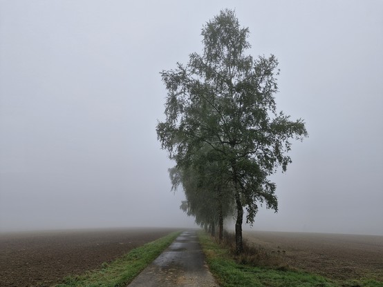 Birkenalle in den Nebel hinein