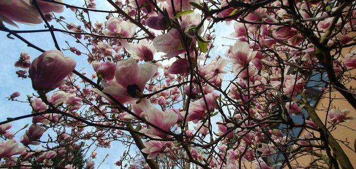 magnolia tree in bloom