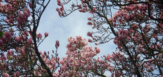 I think this is the best of all the magnolia tree photos I made today