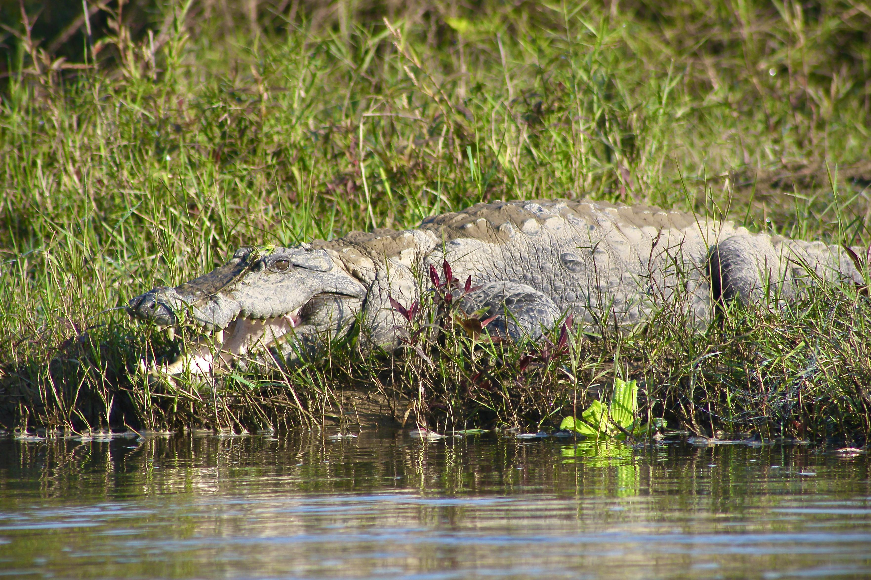 ein krokodil liegt am grasbewachsenen ufer eines gewässers und hat das maul dabei leicht geöffnet.
es liegt mit dem kopf nach links. im unteren bildviertel ist ein recht ruhiges gewässer zu sehen. hinter dem krokodil ein grüne uferböschung. das krokodil blickt in die kamera. ein krokodil liegt am grasbewachsenen ufer eines gewässers und hat das maul dabei leicht geöffnet.
es liegt mit dem kopf nach links. im unteren bildviertel ist ein recht ruhiges gewässer zu sehen. hinter dem krokodil ein grüne uferböschung. das krokodil blickt in die kamera.