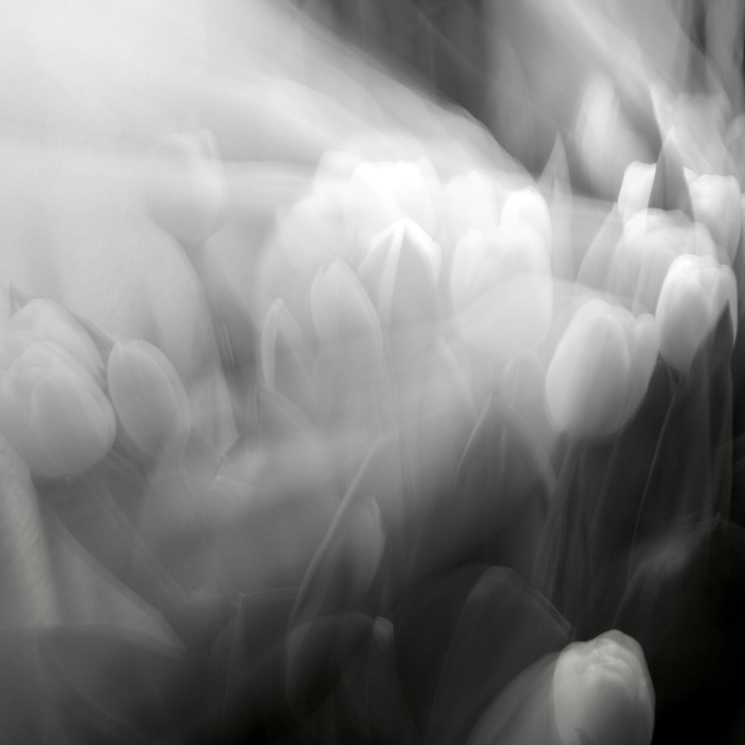 das bild zeigt eine verschwommene schwarz-weiß-aufnahme einer gruppe weißer tulpen.
die tulpen wirken durch langzeitbelichtung unscharf, und ihre formen sind nur undeutlich zu erkennen. der gesamte eindruck ist verschwommen und traumhaft, so als würden die tulpen in die linke richtung leuchten. die helleren töne der tulpen heben sich nur schwach von dem hintergrund ab, wodurch eine fast mystische atmosphäre entsteht. es vermittelt ein gefühl von bewegung und flüchtigkeit. das bild zeigt eine verschwommene schwarz-weiß-aufnahme einer gruppe weißer tulpen.
die tulpen wirken durch langzeitbelichtung unscharf, und ihre formen sind nur undeutlich zu erkennen. der gesamte eindruck ist verschwommen und traumhaft, so als würden die tulpen in die linke richtung leuchten. die helleren töne der tulpen heben sich nur schwach von dem hintergrund ab, wodurch eine fast mystische atmosphäre entsteht. es vermittelt ein gefühl von bewegung und flüchtigkeit.