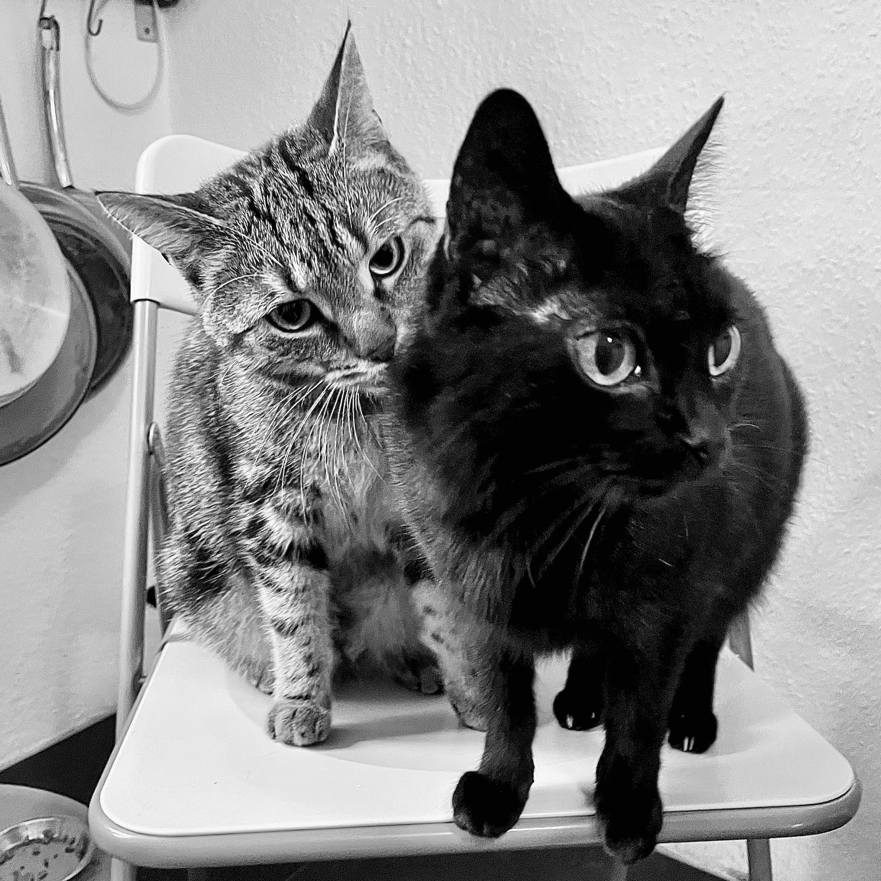 auf dem bild sitzen zwei katzen auf einem stuhl. die katze links ist getigert mit streifen, die katze rechts ist schwarz. das foto ist in schwarz-weiß aufgenommen.