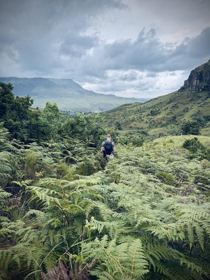 A person with a backpack walking through dense green ferns in a mountainous landscape under cloudy skies.