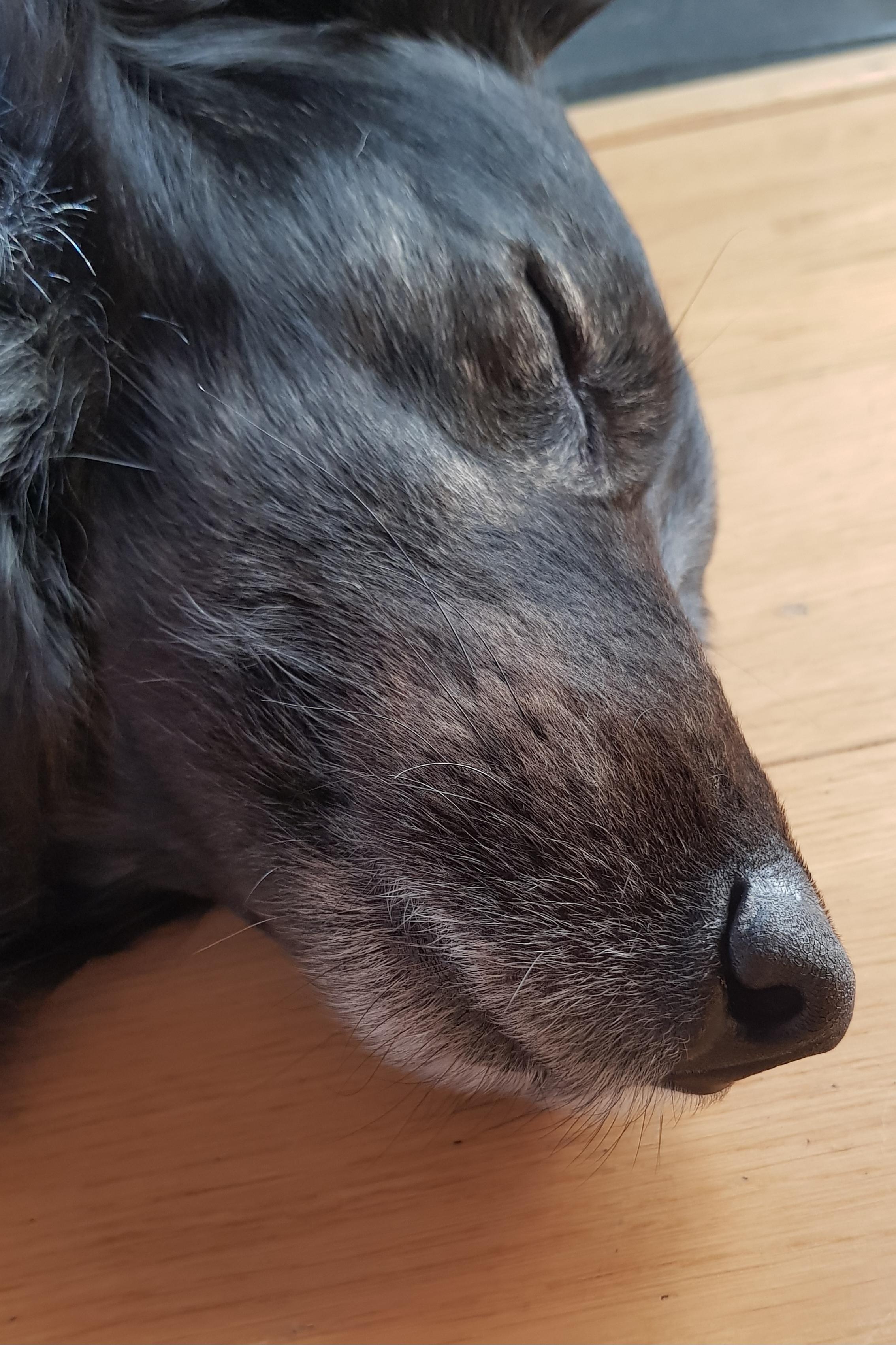 Profile portrait of a dog's head lying on a light wooden floor. The dog has dark fur and its eye is closed. Its long snout already shows grey hairs, suggesting that it is an older animal. The head is positioned diagonally in this close-up, so that the black tip of its nose appears pretty close to the viewer.
The photo conveys an overall impression of relaxation and cosy tranquillity.