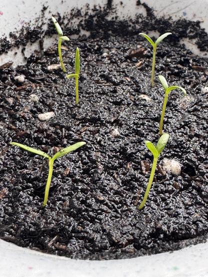 Kleine grüne Keimlinge sprießen aus dunkler Erde in einem Topf.