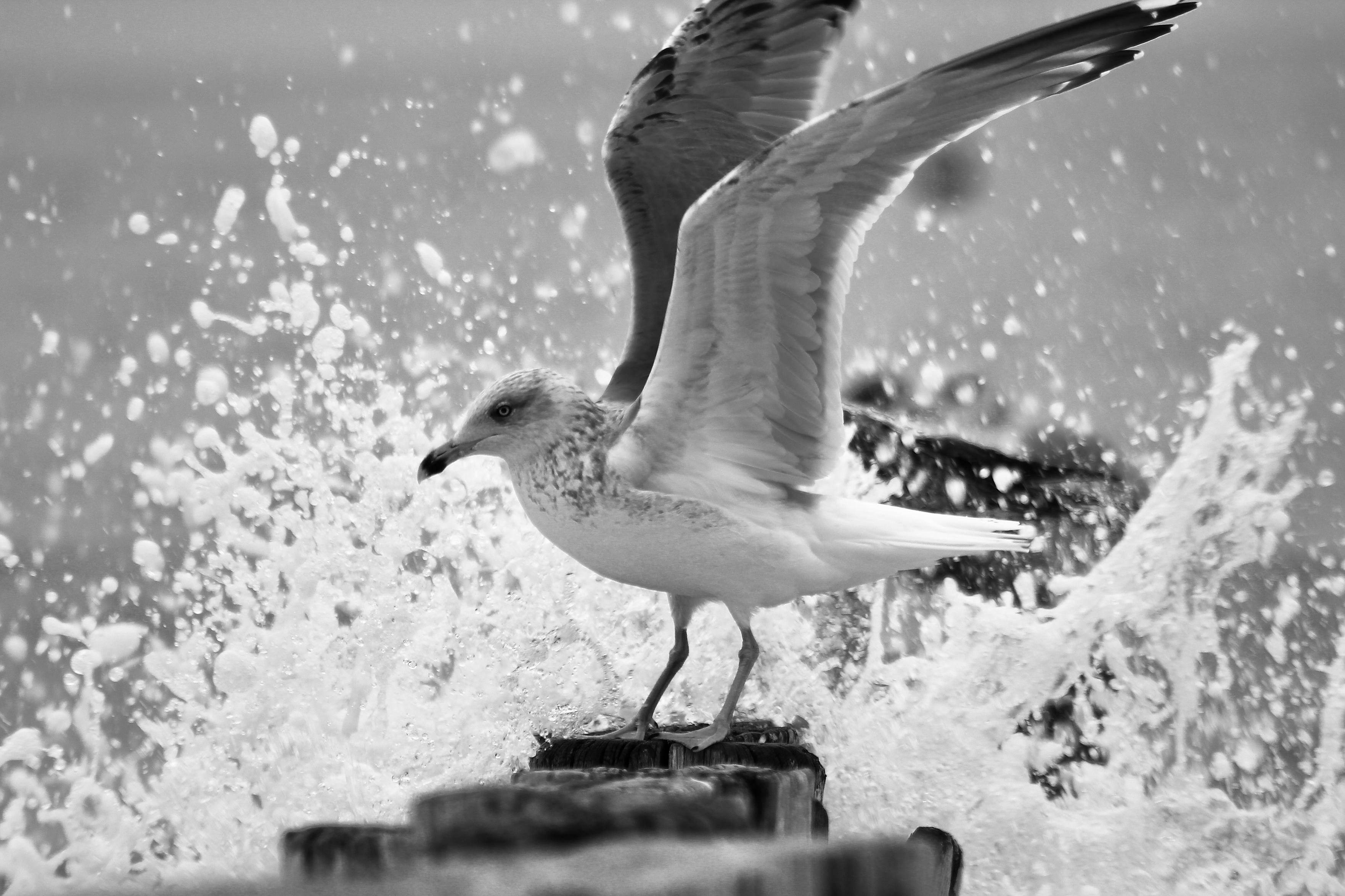 das schwarzweißbild zeigt eine möwe, die mit ausgebreiteten flügeln auf einem holzpflock am meer steht. im hintergrund spritzt wasser in einer dynamischen gischt nach oben. die möwe blickt nach links, während sie die balance inmitten der brandung hält.