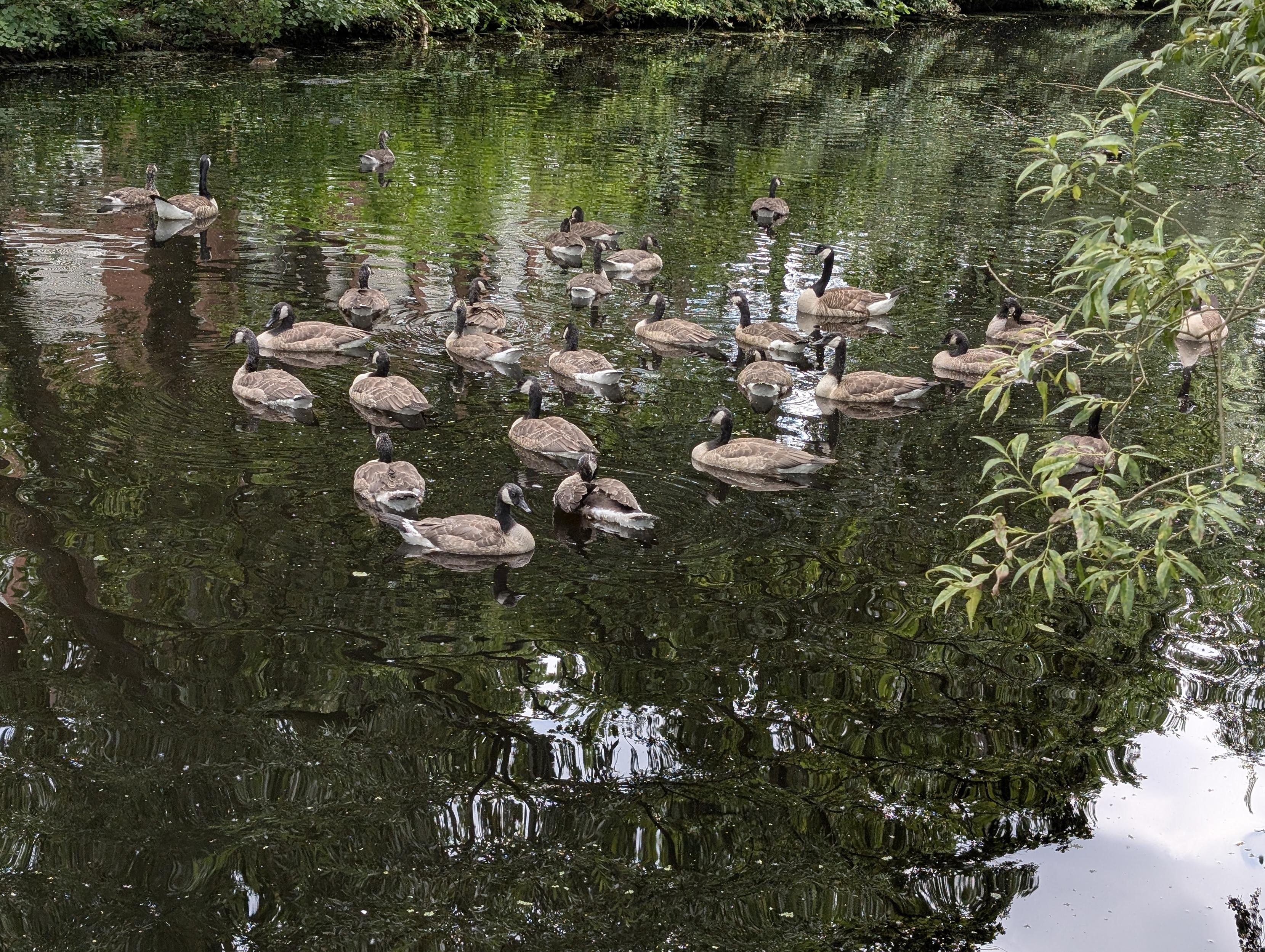 Eine Gruppe junger Kanadagänse auf einem Teich.