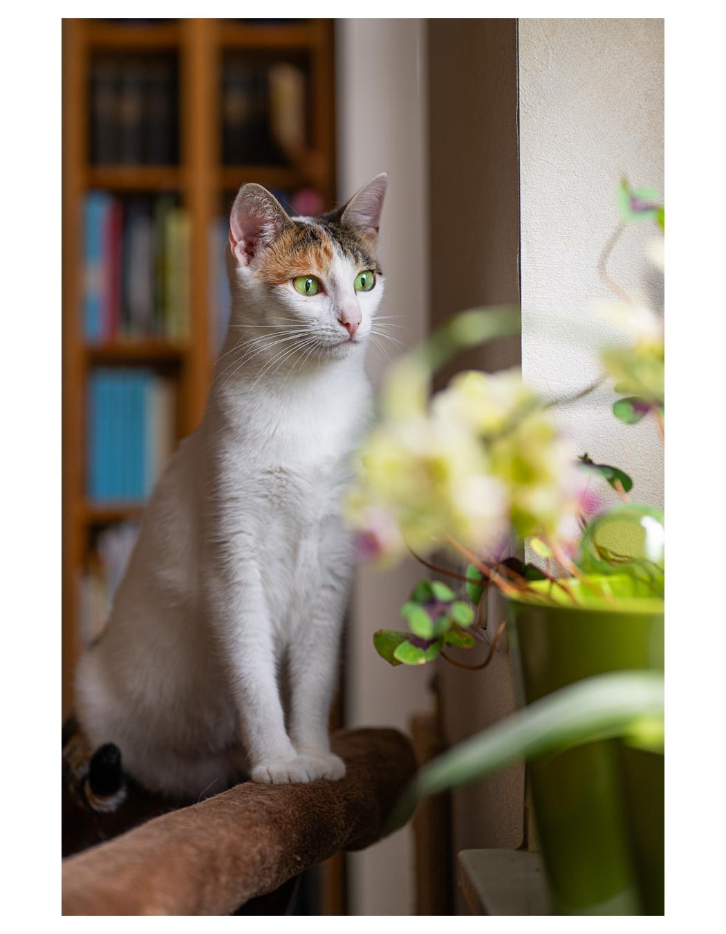 Eine 3 farbige Katze (überwiegend weiß) steht mit den Vorderbeinen auf einer Rückenlehne einer Couch. Rechts von ihr sind Pflanzen zu sehen, die auf einer Fensterbank stehen. 
Links steht ein Bücherregal.