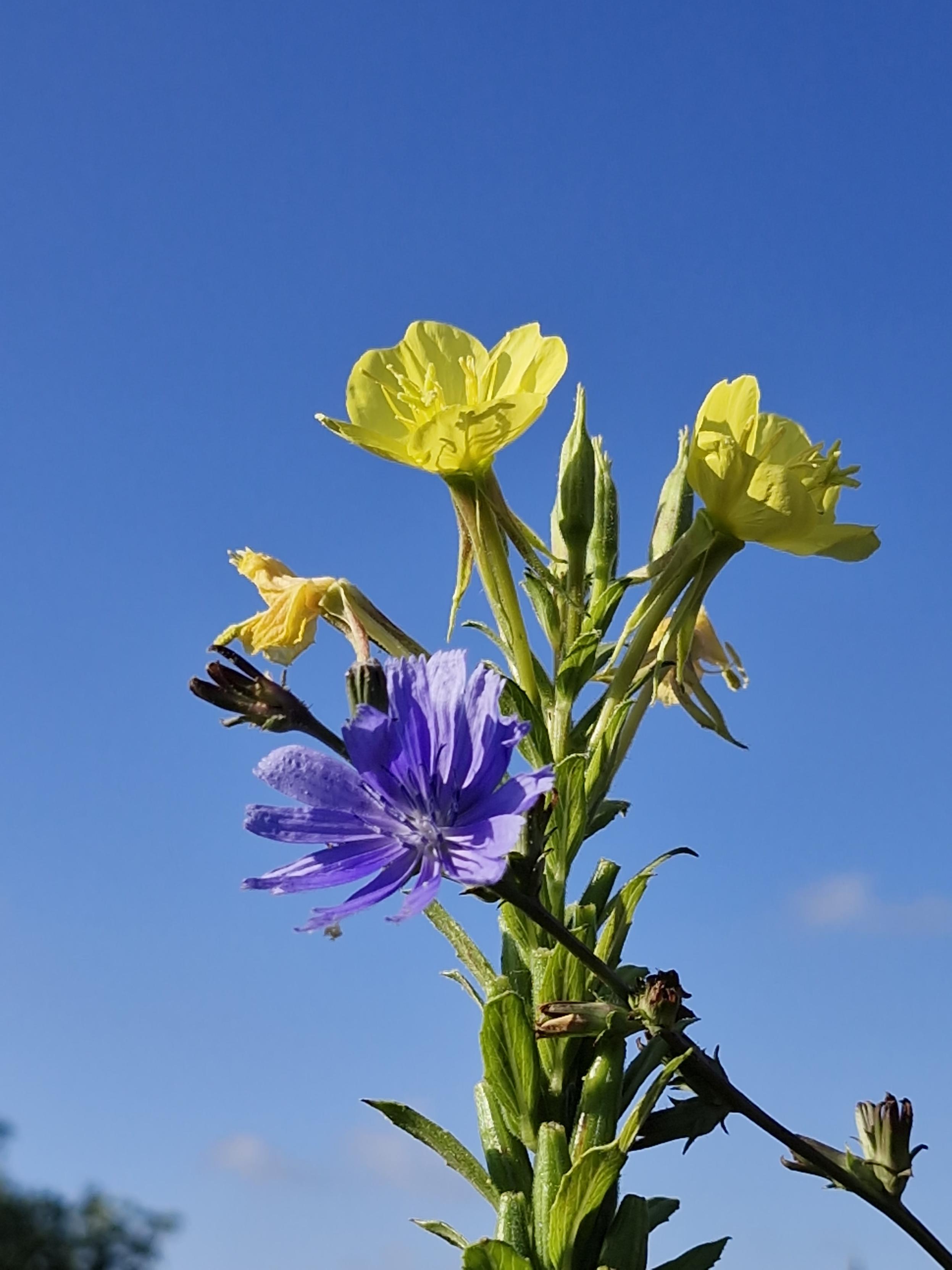 Wegwartenblüte und Nachtkerzenblüten
