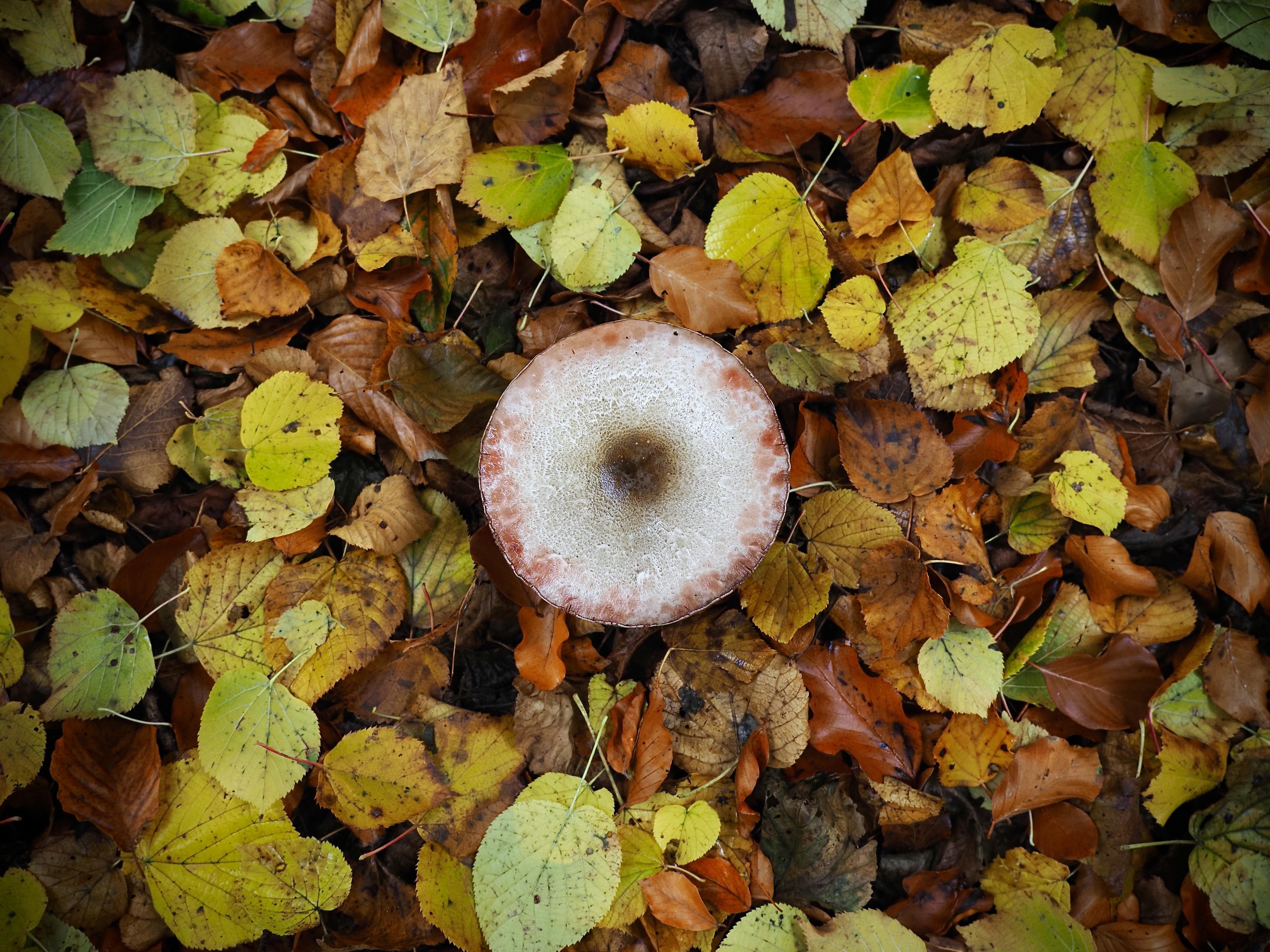 ein pilz mit einem runden, weißlichen hut und einem dunkleren zentrum wächst inmitten von buntem herbstlaub. die blätter um den pilz herum zeigen verschiedene schattierungen von gelb, orange und braun. der pilz ist das zentrale element des bildes und hebt sich durch seine kreisrunde form, farbe und zentrale platzierung von der unregelmäßigen schicht aus abgefallenem laub ab.
