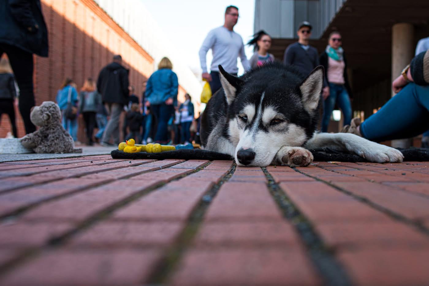 Ein Husky liegt, ganz entspannt,auf einem gekachelten Boden, links und hinter ihm sind eine Menge Menschen unterwegs. Rechts sieht man noch das Bein der Besitzerin.