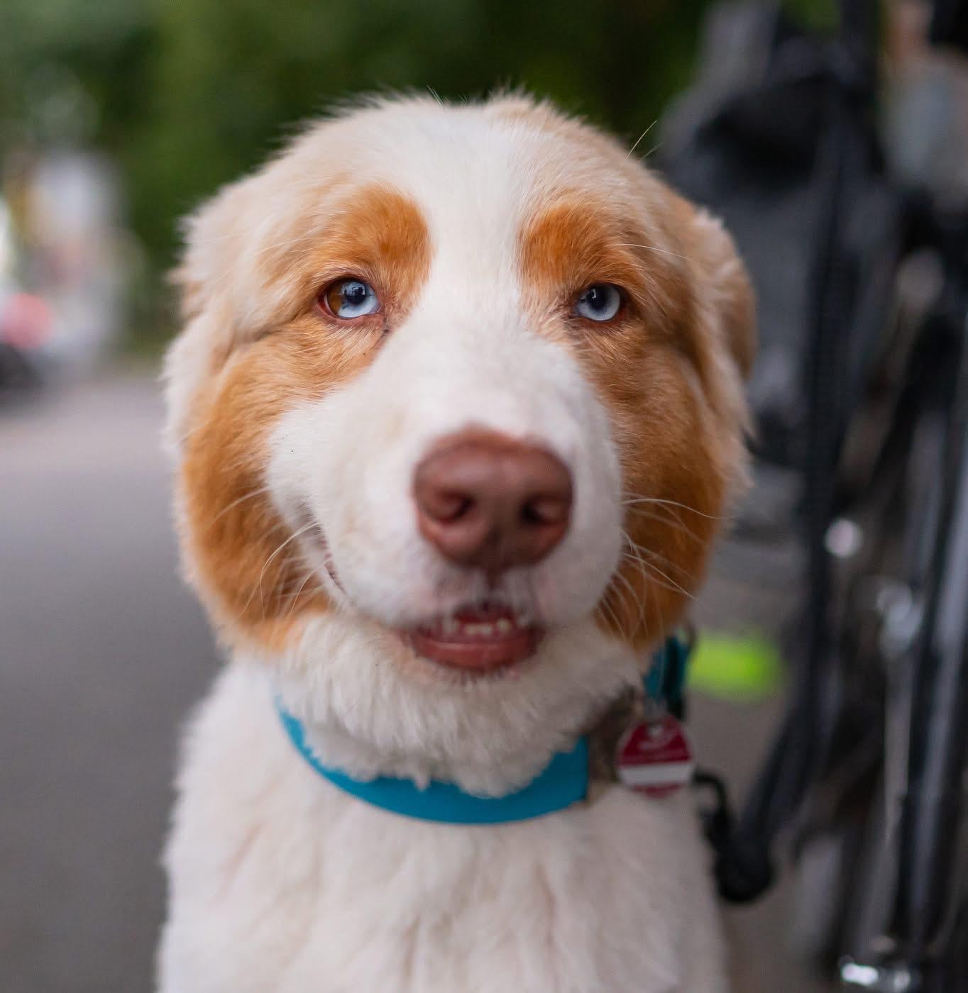 Ein großer weißer Hund mit braunen Stellen im Fell, schaut direkt in die Kamera. Er hat die Ohren extrem angelegt, so das es beinahe aussieht, als hätte er keine.
Er hat blaue Augen.