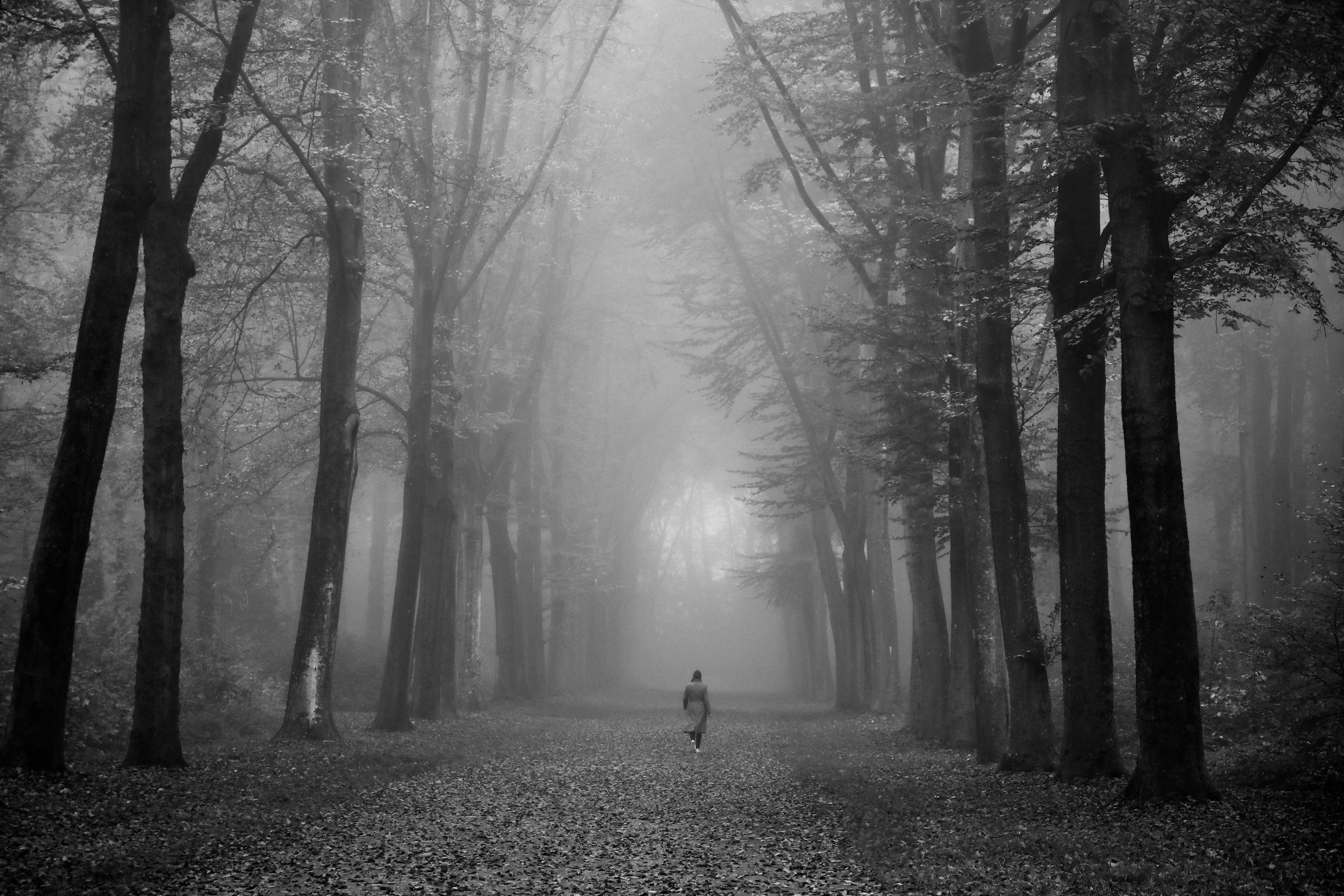 das bild zeigt eine person, die alleine auf einem breiten und von bäumen gesäumten weg im wald spazieren geht. die gesamte szenerie ist in schwarz-weiß gehalten. dichter nebel liegt zwischen den hohen bäumen. der boden ist dicht mit herbstlaub bedeckt.