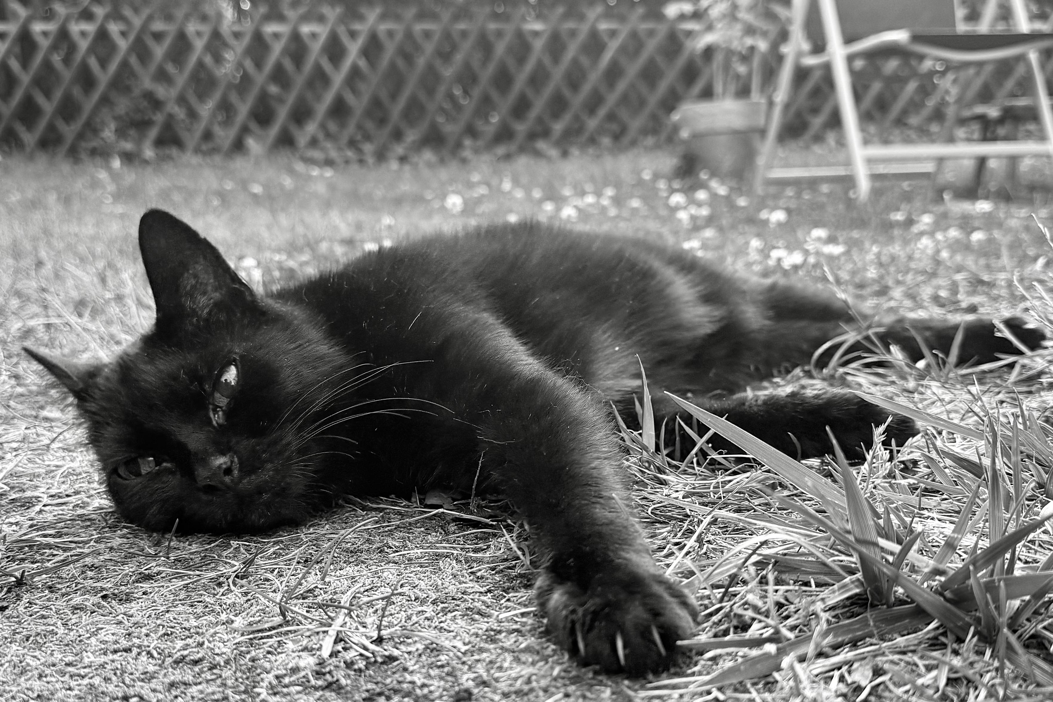 eine schwarze katze liegt entspannt im gras und streckt eine vorderpfote nach vorne. im hintergrund sind ein zaun, pflanzen und gartenmöbel zu sehen. das bild ist in schwarz-weiß gehalten.