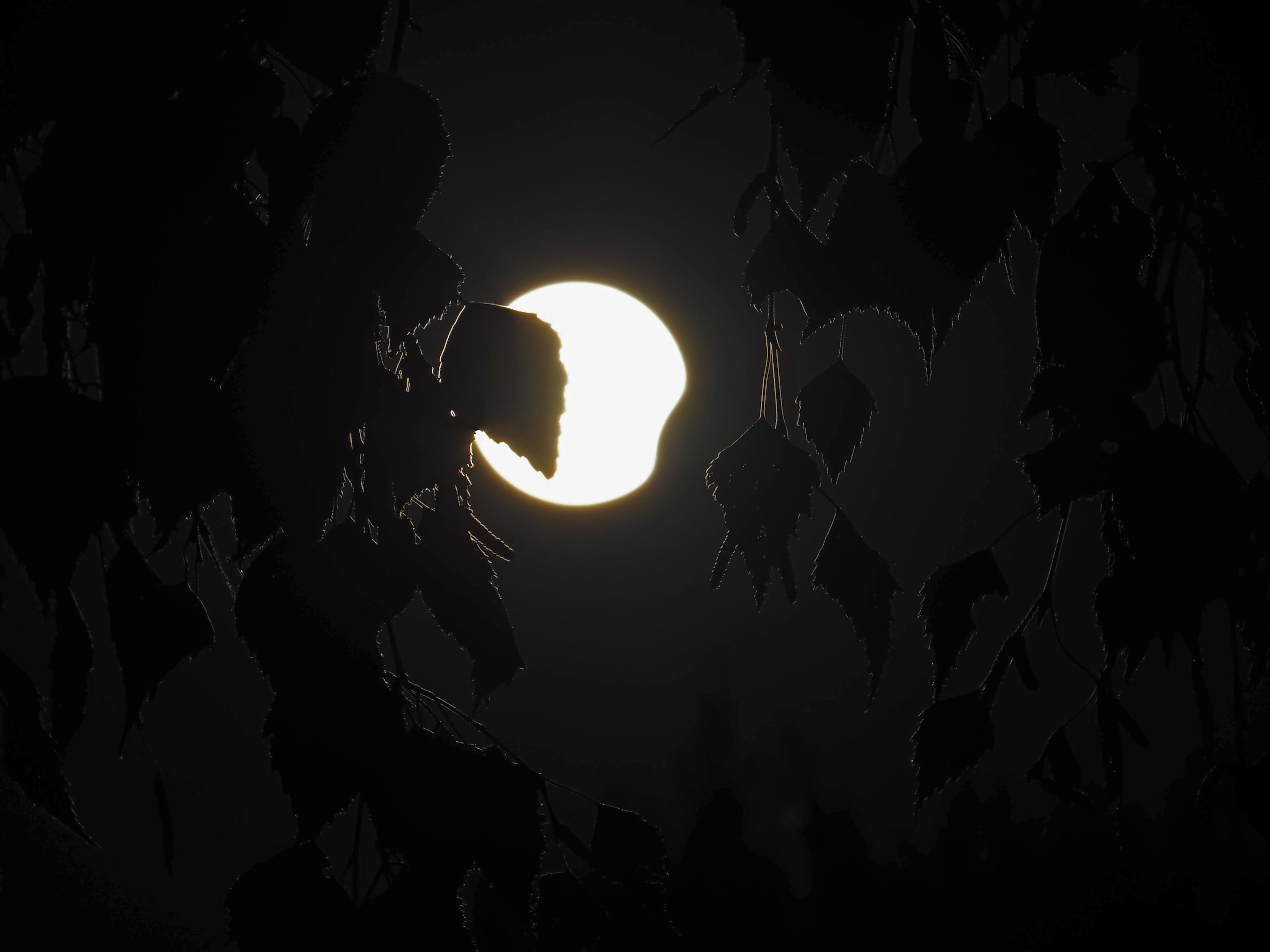 das bild zeigt den beginn einer sonnenfinsternis. bis auf die sonne ist alles sehr, sehr dunkel. auch der himmel ist sehr dunkel. die helle sonne wird vom mond an der rechten unteren kante verdeckt und scheint zwischen den dunklen silhouetten von birkenblättern hindurch. die blätter und zweige im vordergrund bilden einen starken kontrast zur leuchtenden sonne. die silhouetten der blätter werden durch einen feinen lichtkranz betont. dadurch entsteht eine dunkle, geheimnisvolle und zugleich eindrucksvolle stimmung.