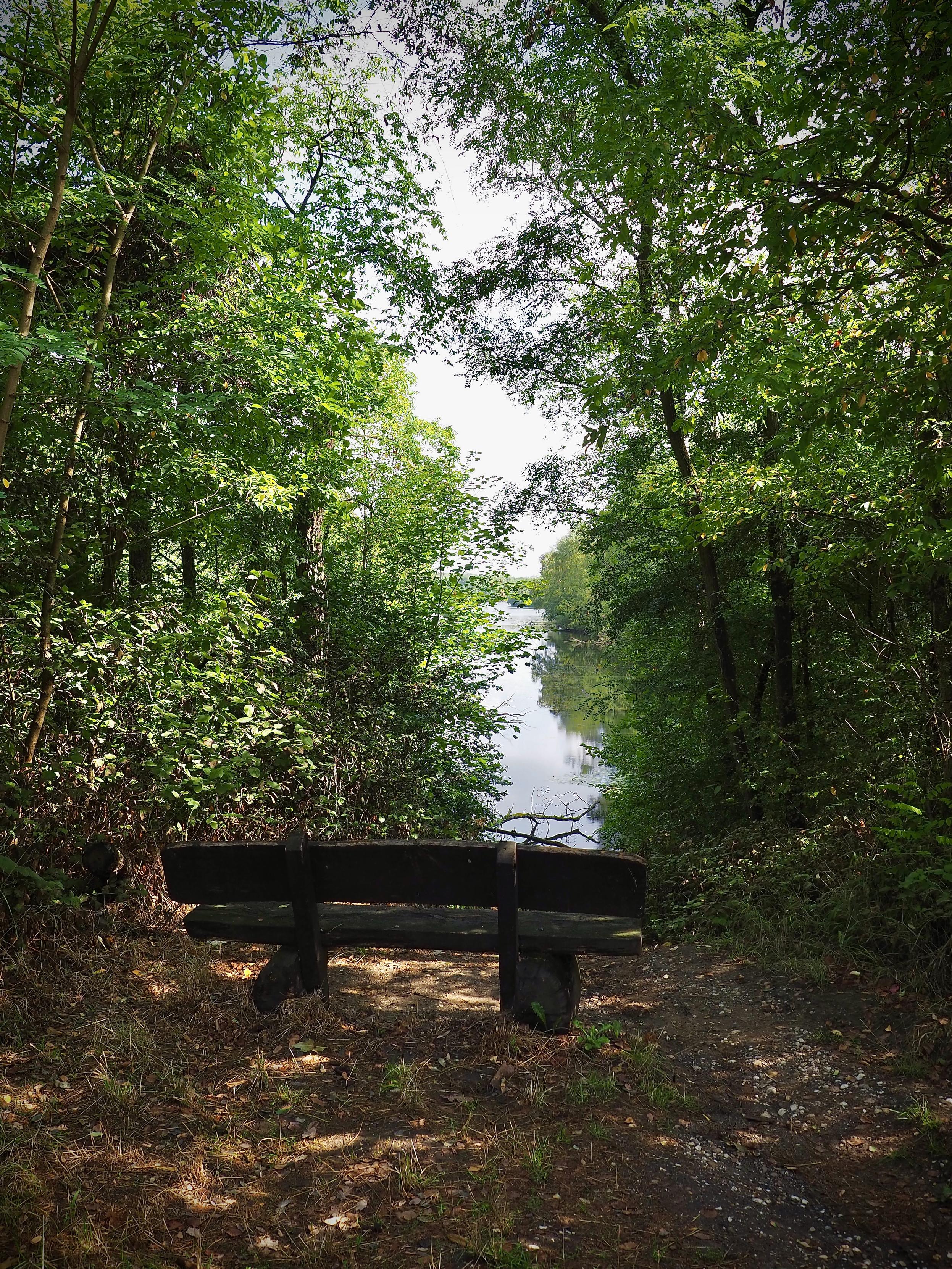 eine rustikale holzbank steht im schatten dichter, grüner bäume. die bank ist zum wasser hin ausgerichtet und lädt zum verweilen ein. durch eine öffnung in den bäumen und sträuchern blickt man auf den ruhigen see, in dessen oberfläche sich der helle himmel und die uferbepflanzung spiegeln. der boden im vordergrund ist ein naturbelassener waldbeg mit erde, laub und schattenwürfen der blätter.