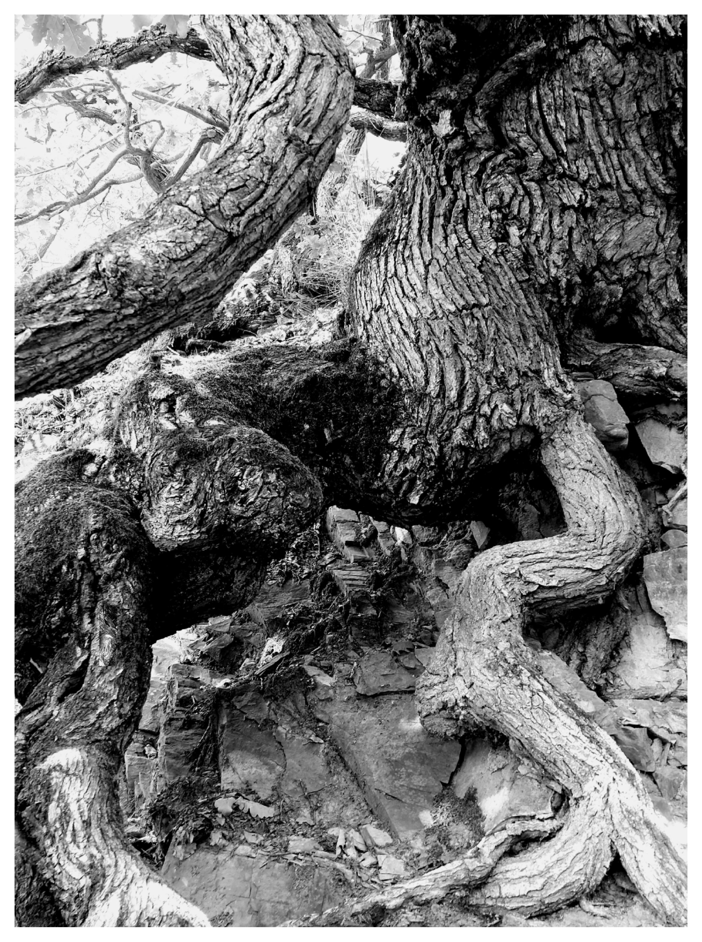 Black-and-white photograph. Thick roots wind their way across the ground and cling tightly to the soil. They could just as easily be fat snakes, or alligator legs, or some sort of prehistoric creature...