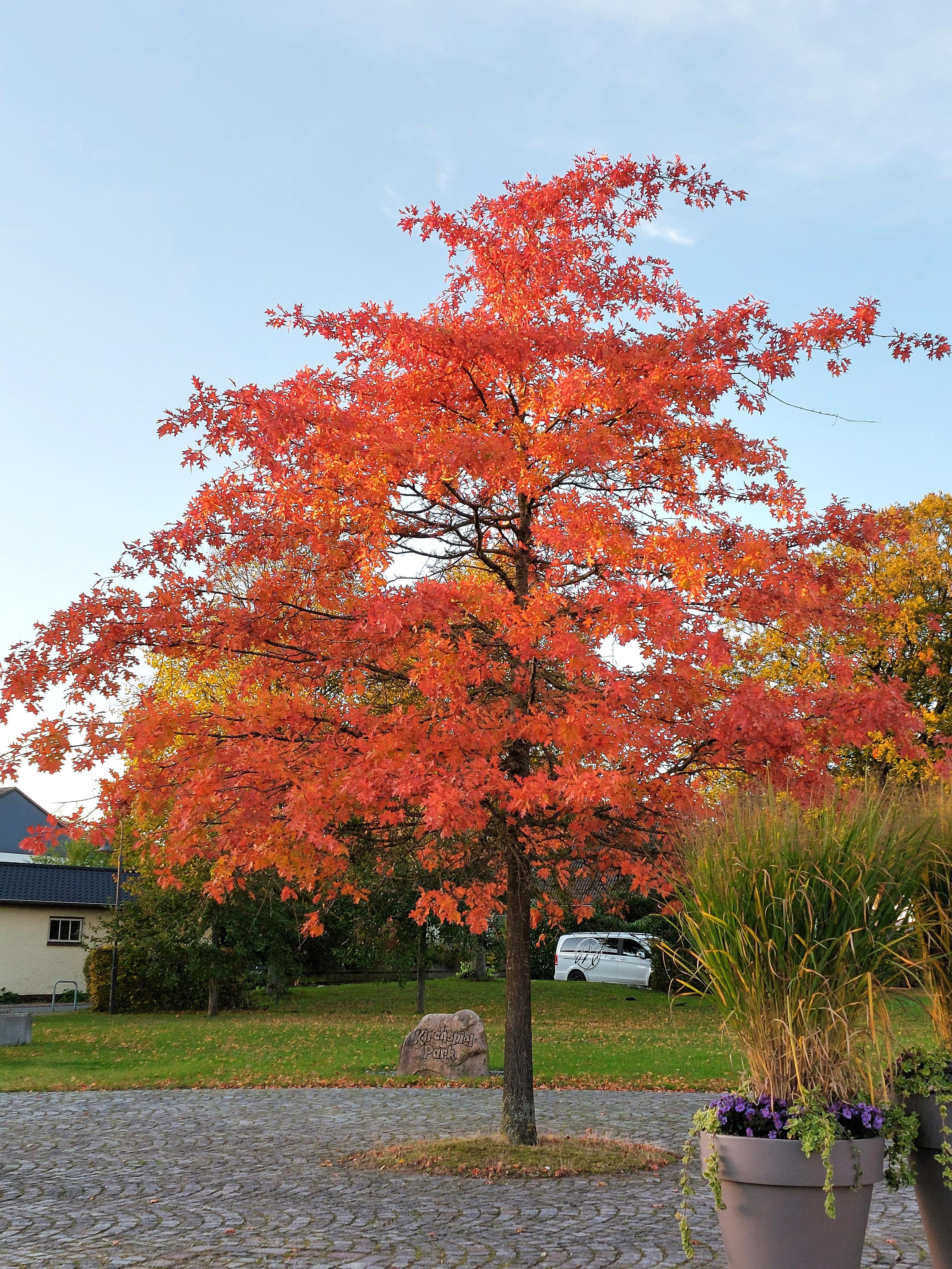 A slender maple tree with lush, bright red-orange foliage stands on a paved area. Behind it, on the grassy area, lies a large stone bearing the inscription ‘Kirchspiel Park’. In the background, a house and a white car can be seen; in the foreground on the right, there are two planters filled with ornamental grasses. A light blue sky and green lawn emphasise the colour contrast with the foliage, creating a lively, vibrant atmosphere.