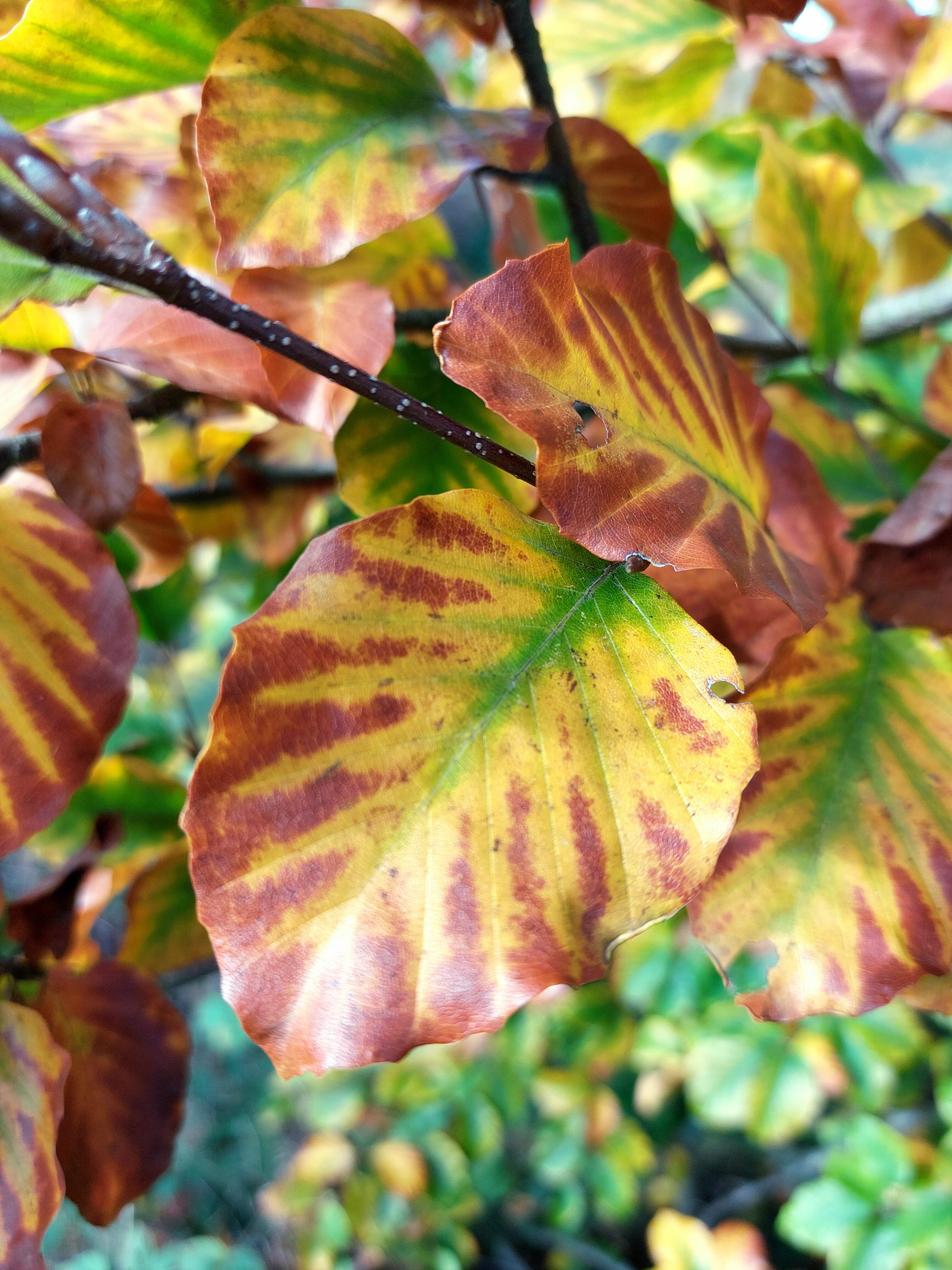 In the foreground and in focus is a small beech branch. The leaves glow yellow, orange and brown. In the centre of the leaves, there is still a last hint of vibrant green. Other foliage is blurred in the background.